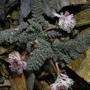 Corydalis fedtschenkoanus